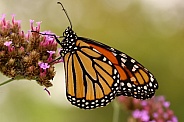 Monarch 3 butterfly