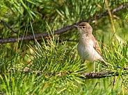 Booted warbler