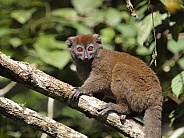 Eastern Grey Bamboo Lemur
