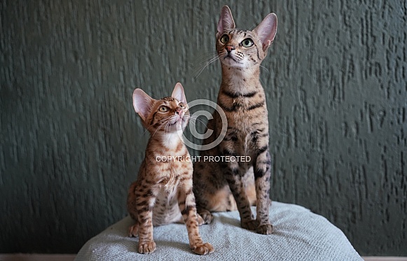 Savannah Cat