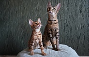 Savannah Cat