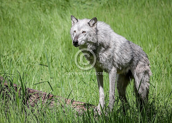 Tundra Grey Wolf Tundra Grey Wolf