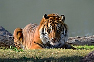Tiger - Sumatran Tiger