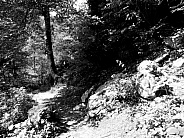 Black and white mountain path and greenery