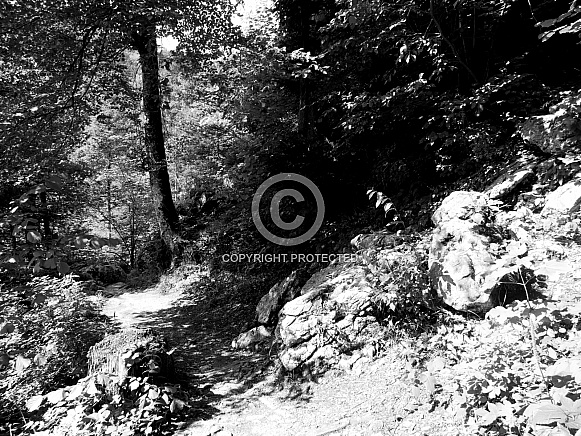 Black and white mountain path and greenery