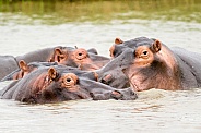 Group of hippos