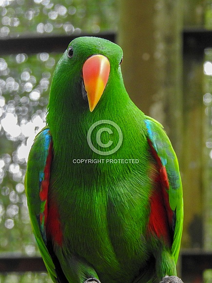 Male Eclectus Parrot Male Eclectus Parrot