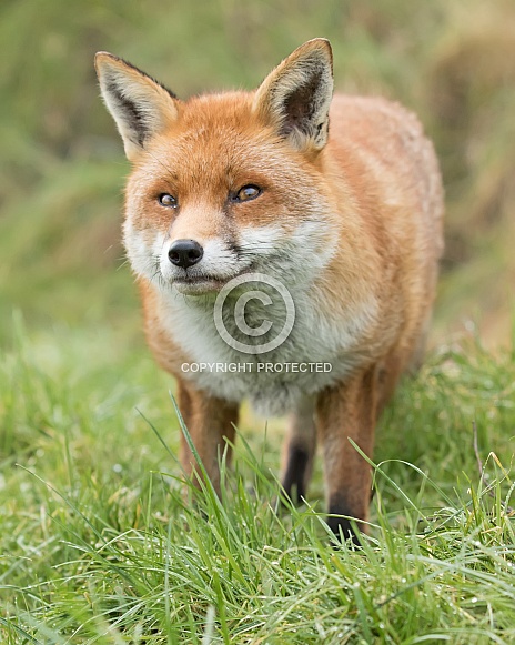 Red Fox Red Fox