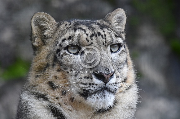 Snow Leopard Portrait Snow Leopard Portrait