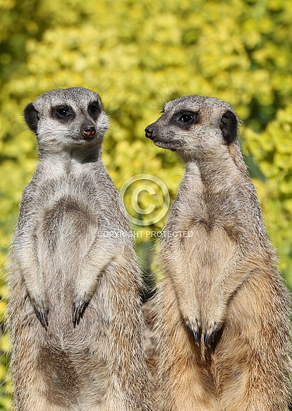 meerkats (Suricata suricatta)