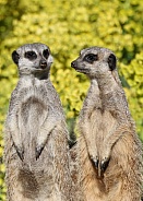 meerkats (Suricata suricatta)