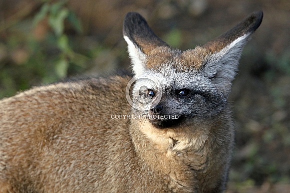 Bat-Eared Fox Bat-Eared Fox