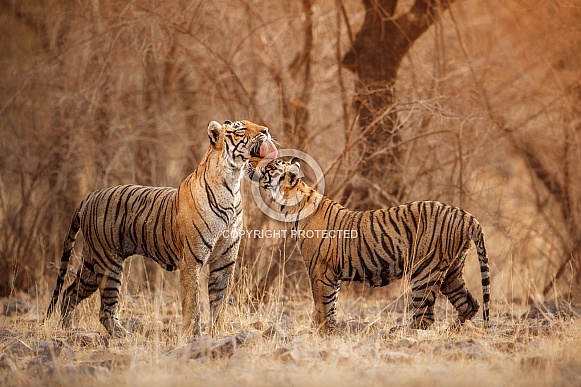 Beautiful tiger in the nature habitat. Tiger pose in amazing light. Wildlife scene with wild animal. Indian wildlife. Indian tiger. Panthera tigris tigris.