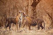 Beautiful tiger in the nature habitat. Tiger pose in amazing light. Wildlife scene with wild animal. Indian wildlife. Indian tiger. Panthera tigris tigris.