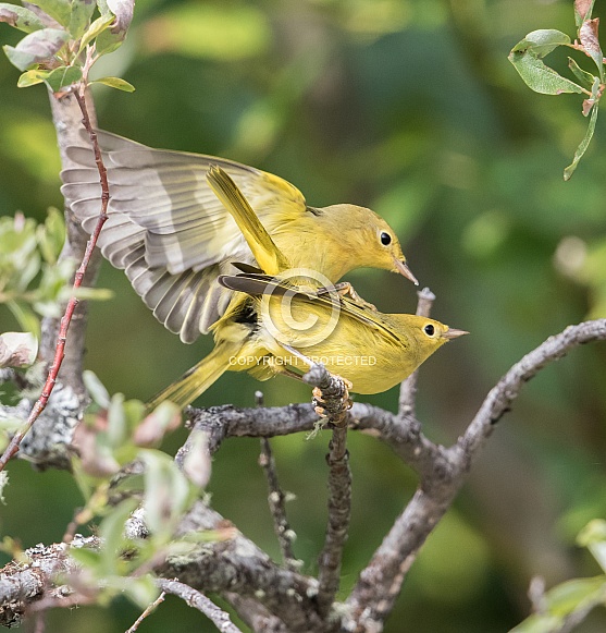 A Mating Pair of Yellow Warblers in Alaska