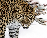 Amur Leopard-THAT Stare