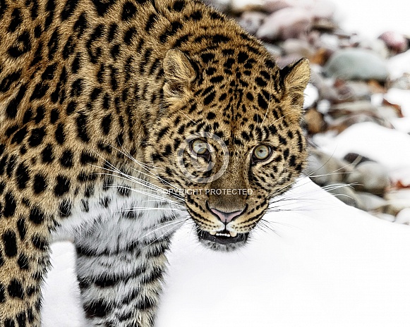 Amur Leopard-THAT Stare Amur Leopard-THAT Stare