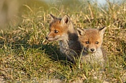 Red fox cubs in there natural habitat