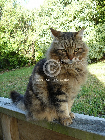 Maine Coon