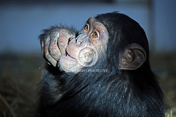 Chimpanzee (Pan troglodytes)
