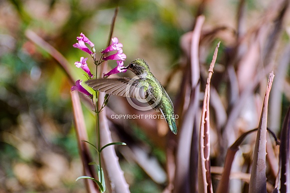 Anna's Hummingbird in Flight (Female)