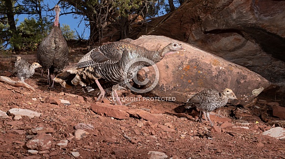 Wild Turkey, Meleagris gallopavo
