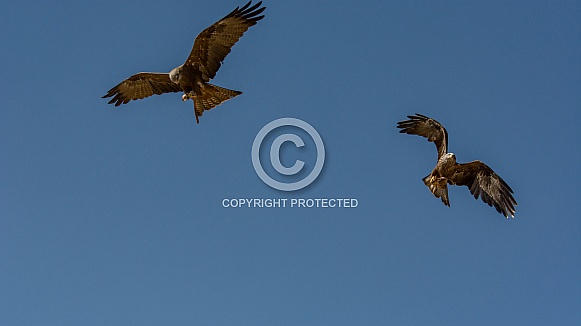 Red kite in flight