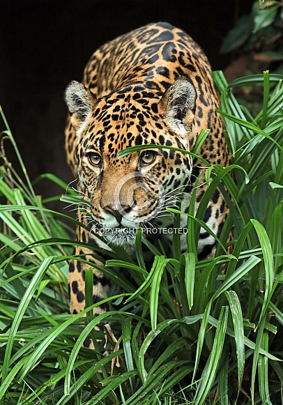 Jaguar