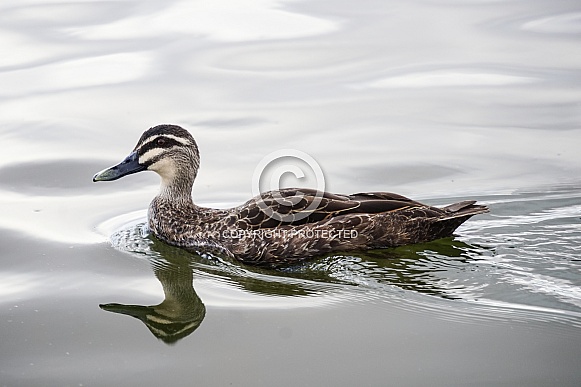 Pacific black duck