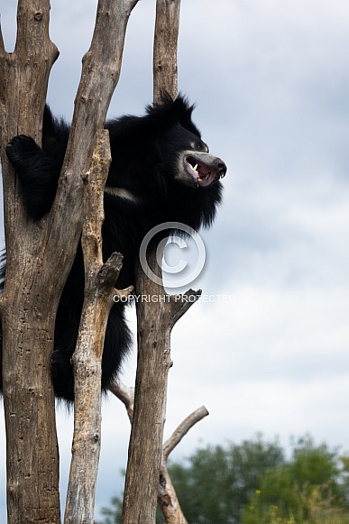 sloth bear