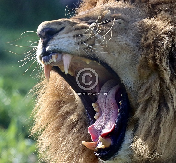 Lion