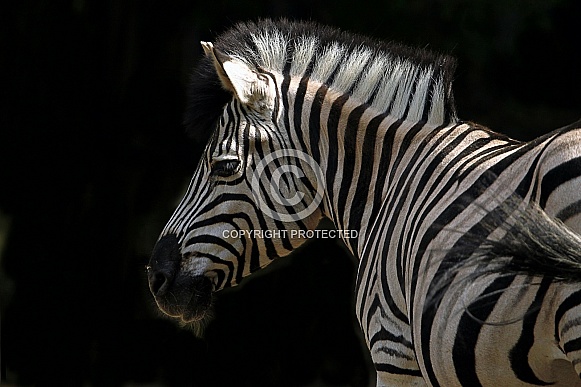 Chapman's Zebra Chapman's Zebra