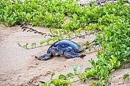 Galapagos Green Sea Turtle (Female)