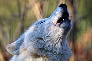 Howling white wolf (Canis lupus hudsonicus)