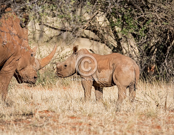 White Rhino Mother And Calf