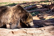 Brown Grizzly bear