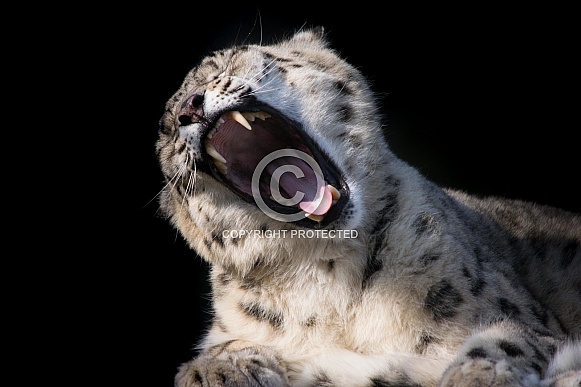 Snow Leopard