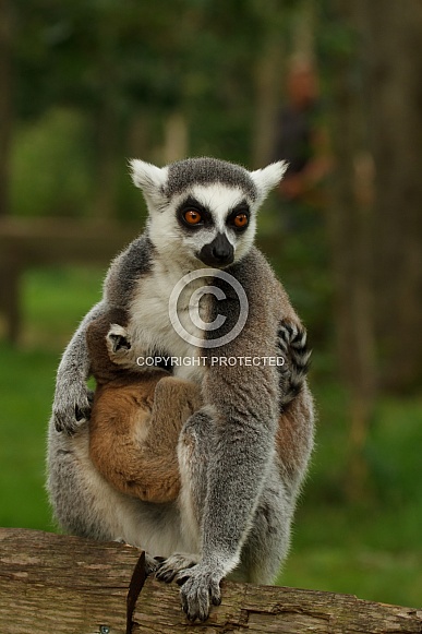 Ring-tailed lemur Ring-tailed lemur