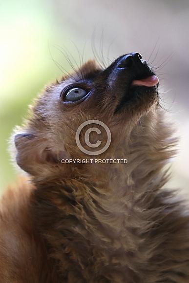 Blue eyed black lemur Blue eyed black lemur