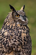 Eurasian Eagle Owl