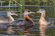 Red-necked Grebe with Two Chicks in Alaska