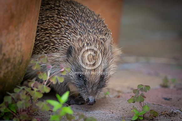 Hedgehog Hedgehog