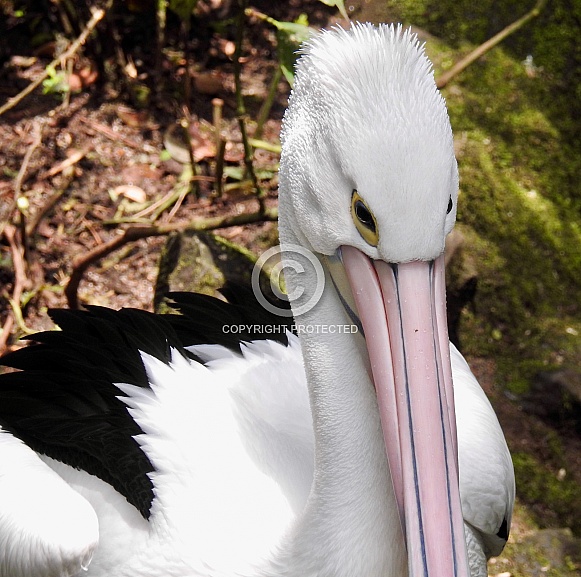 Australian pelican