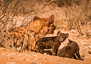 Hyena with Babies
