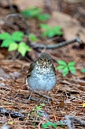 Swainson's Thrush