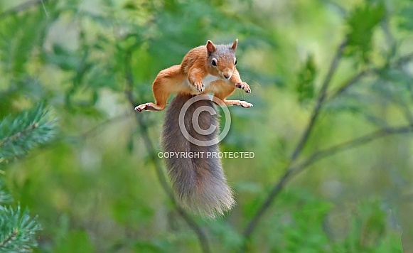 Red Squirrel