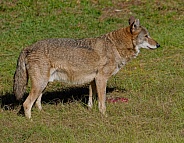Red wolf