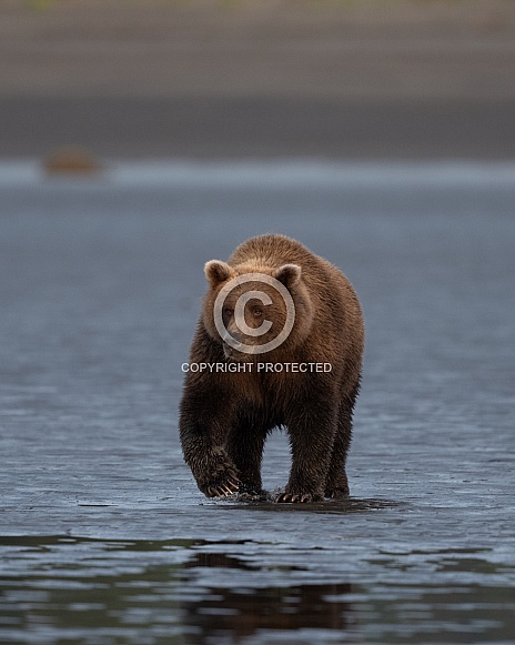 Early morning walk by a bear in the wet sand