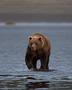 Early morning walk by a bear in the wet sand