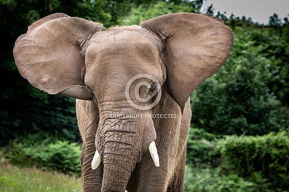 African Elephant African Elephant